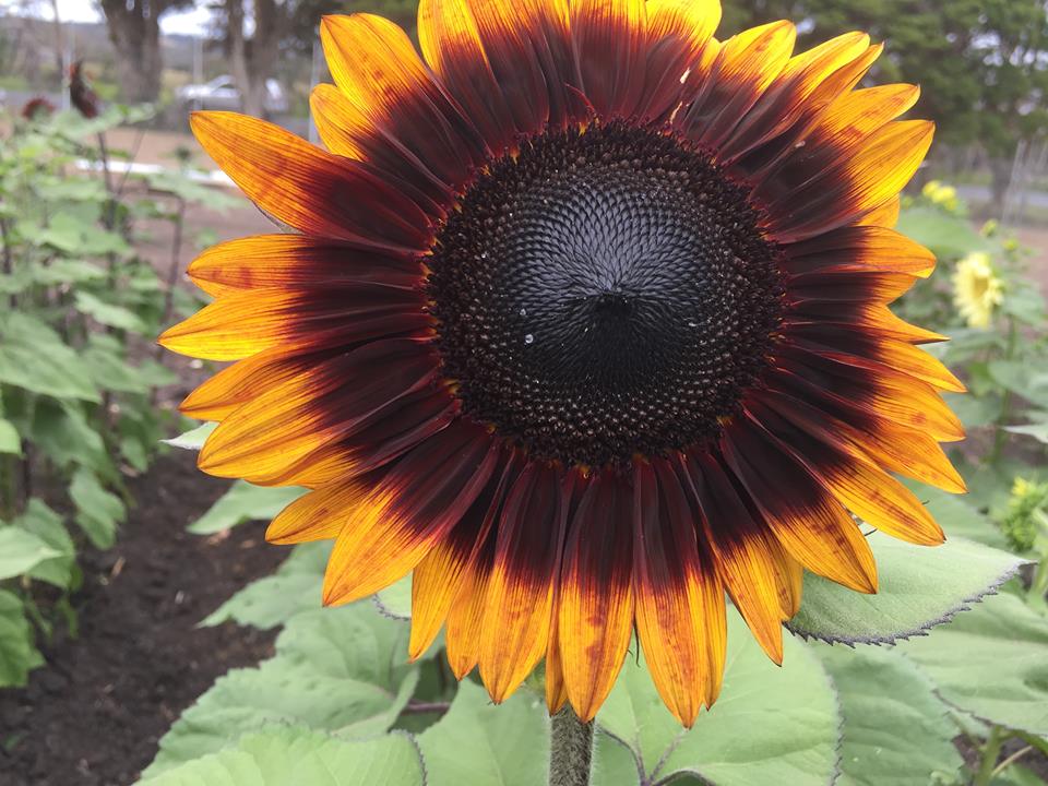 PICTURES FROM A RECENT TRIAL OF FLEUROSUN SUNFLOWER HYBRIDS AT DROMANA SOUTH OF MELBOURNE