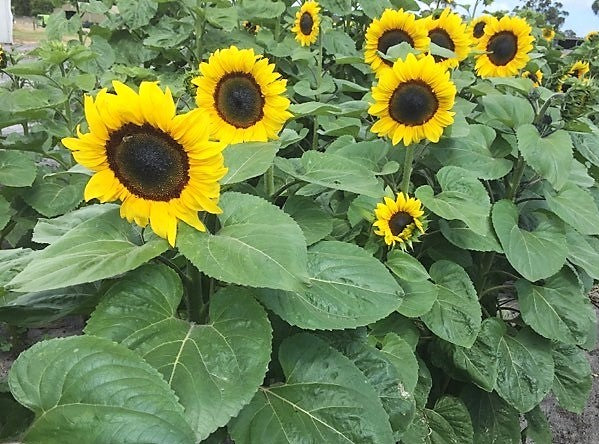 Sunflower Seeds - FleuroSun - Tall, Unbranched - CLASSIC GOLD - Wholesale
