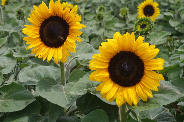 Sunflower Seeds - FleuroSun - Tall, Unbranched - CLASSIC GOLD - Wholesale