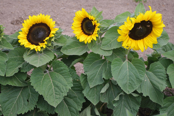 Sunflower Seeds - FleuroSun - Medium, Unbranched - COMPACT CLASSIC GOLD - Wholesale