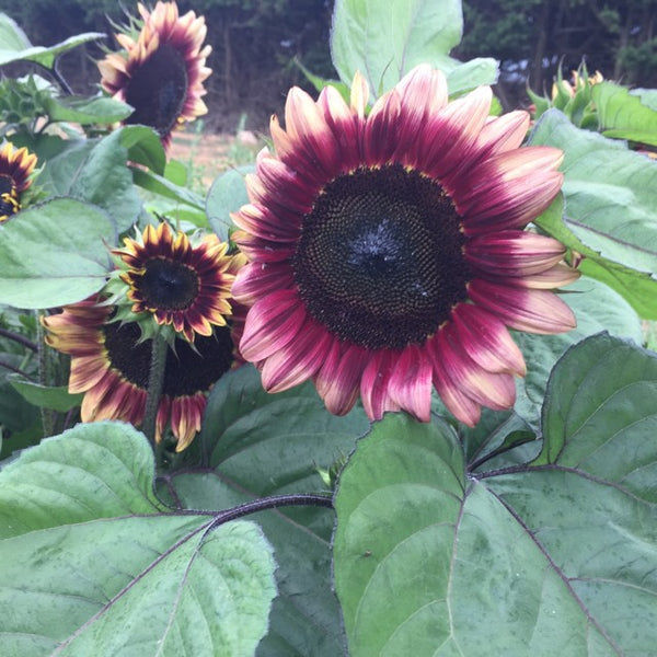 Sunflower Seeds - FleuroSun - Dwarf, Branched - DWARF LILAC SPRAY - Packets