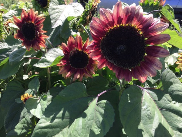 Sunflower Seeds - FleuroSun - Dwarf, Branched - DWARF MAUVE SPRAY - Packets