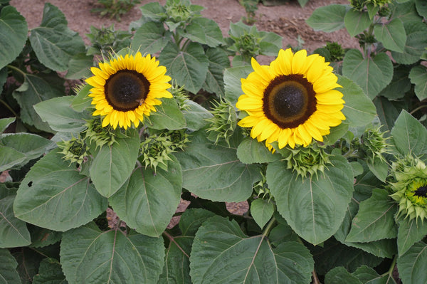 Sunflower Seeds - FleuroSun - Dwarf, Branched - DWARF ORANGES & LEMONS - Packets