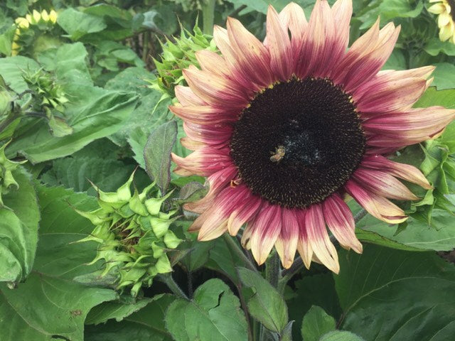 Sunflower Seeds - FleuroSun - Dwarf, Branched - DWARF LILAC SPRAY - Packets