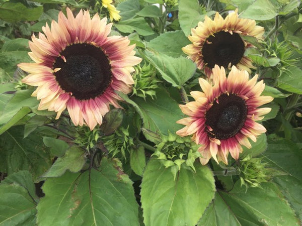 Sunflower Seeds - FleuroSun - Dwarf, Branched - DWARF LILAC SPRAY - Packets