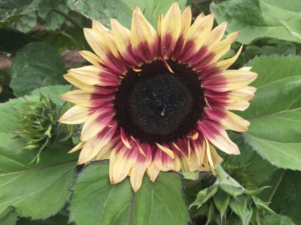 Sunflower Seeds - FleuroSun - Dwarf, Branched - DWARF LILAC SPRAY - Packets