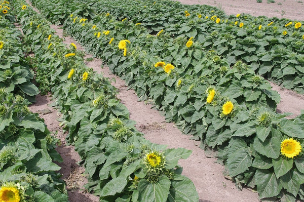 Sunflower Seeds - FleuroSun - Dwarf, Branched - DWARF SUMMER SPRAY - Wholesale
