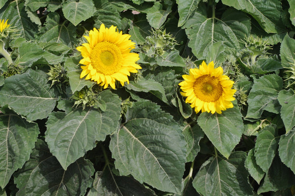 Sunflower Seeds - FleuroSun - Dwarf, Branched - DWARF SUMMER SPRAY - Wholesale