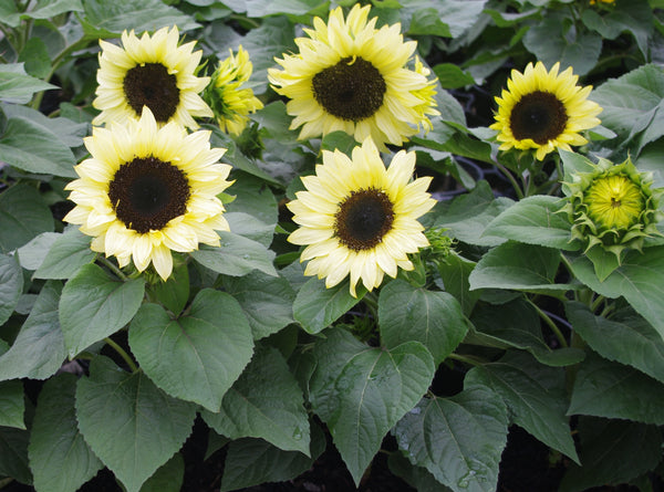 Sunflower Seeds - FleuroSun - Dwarf, Branched - DWARF ORANGES & LEMONS - Packets