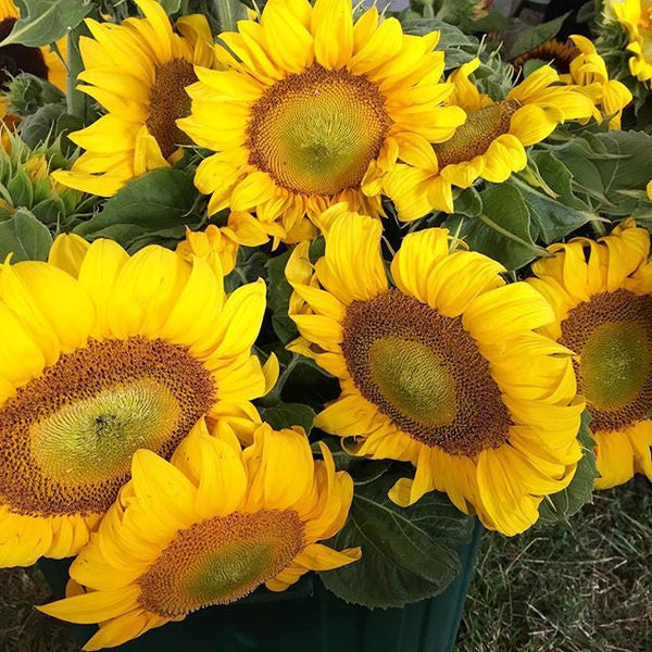 Sunflower Seeds - FleuroSun - Tall, Unbranched - LANDSCAPE - Wholesale