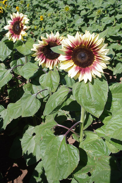 Sunflower Seeds - FleuroSun - Tall, Unbranched - LILAC MONARCH - Wholesale