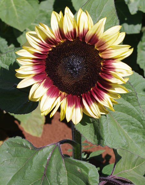 Sunflower Seeds - FleuroSun - Tall, Unbranched - LILAC MONARCH - Wholesale