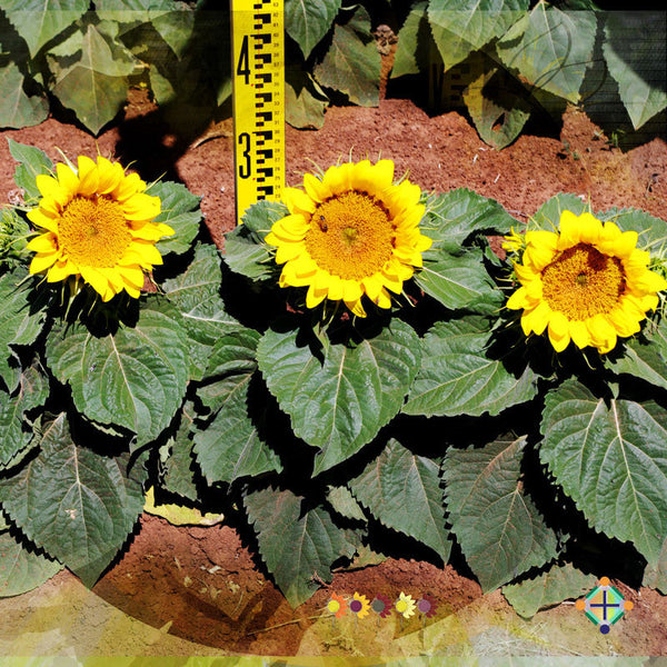 Sunflower Seeds - FleuroSun - Dwarf, Branched - DWARF SUMMER SPRAY - Wholesale