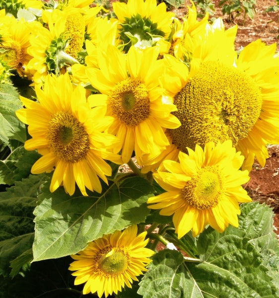 Sunflower Seeds - FleuroSun - Medium, Branched - COMPACT SUMMER SPRAY (EMILY) - Packets