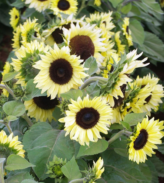 Sunflower Seeds - FleuroSun - Medium, Branched - COMPACT CALYPSO SPRAY - Wholesale