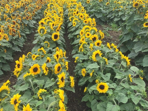 Sunflower Seeds - FleuroSun - Medium, Branched - COMPACT GOLD SPRAY - Packets