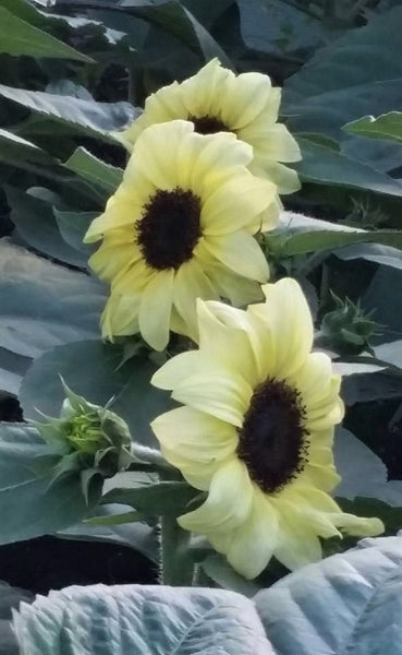 Sunflower Seeds - FleuroSun - Medium, Branched - COMPACT CALYPSO SPRAY - Wholesale