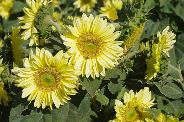 Sunflower Seeds - FleuroSun - Medium, Unbranched - COMPACT ICE SPRAY - Packets