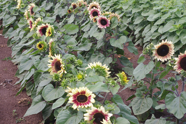 Sunflower Seeds - FleuroSun Compacts - Compact Lilac Spray