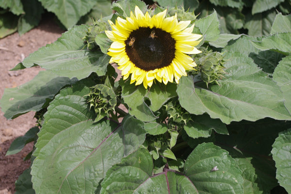 Sunflower Seeds - FleuroSun - Dwarf, Branched - DWARF CALYPSO SPRAY - Packets