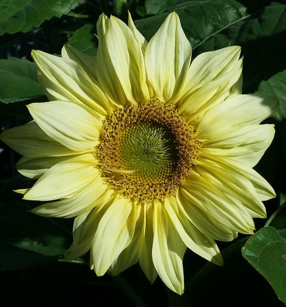 Sunflower Seeds - FleuroSun - Dwarf, Branched - DWARF ICE SPRAY -Packets