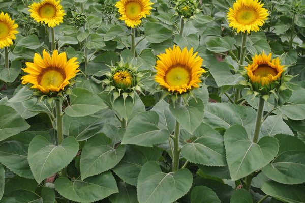 Sunflower Seeds - FleuroSun - Medium, Unbranched - COMPACT LANDSCAPE - Packets