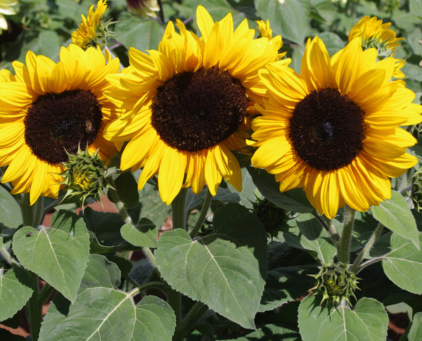Sunflower Seeds - FleuroSun - Medium, Branched - COMPACT GOLD SPRAY - Packets