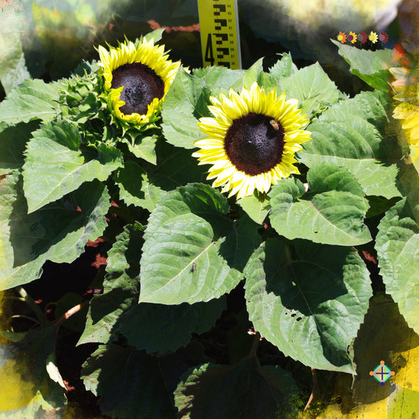 Sunflower Seeds - FleuroSun - Dwarf, Branched - DWARF CALYPSO SPRAY - Packets