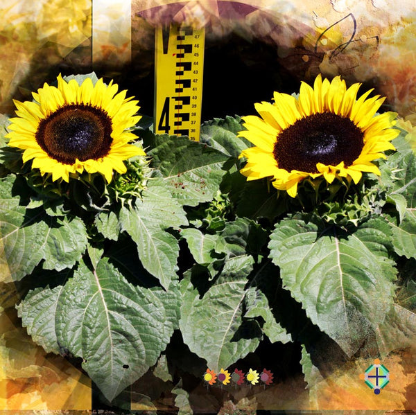Sunflower Seeds - FleuroSun - Dwarf, Branched - DWARF GOLD SPRAY - Packets