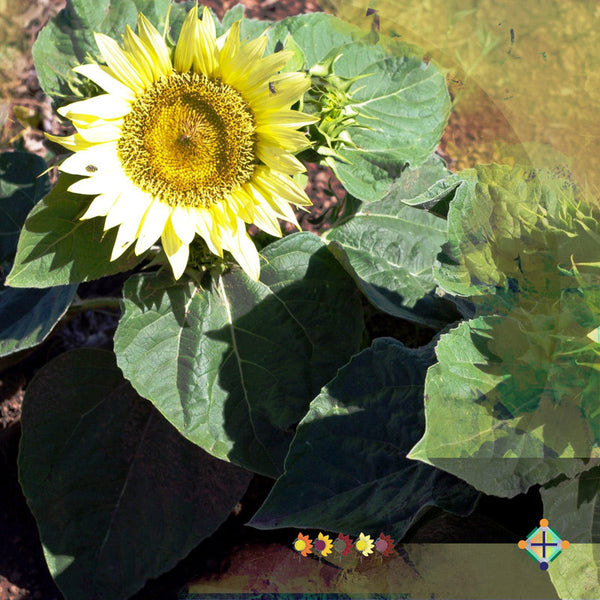 Sunflower Seeds - FleuroSun - Dwarf, Branched - DWARF ICE SPRAY -Packets