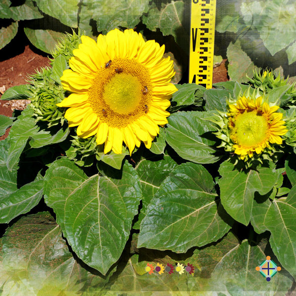 Sunflower Seeds - FleuroSun - Dwarf, Branched - DWARF SUMMER SPRAY - Packets