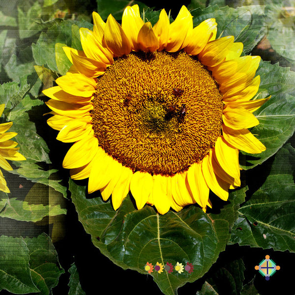 Sunflower Seeds - FleuroSun - Medium, Unbranched - COMPACT LANDSCAPE - Packets