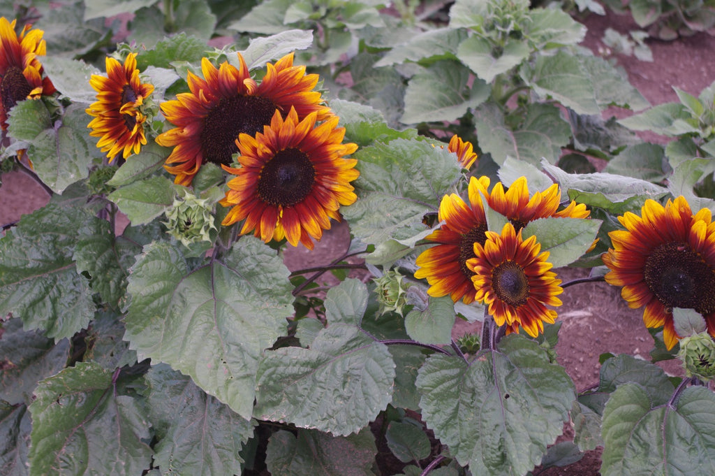 NEW FLEUROSUN DWARF & COMPACT SONNET & LILAC SUNFLOWER HYBRIDS SHINE IN COPSLEY ORNAMENTALS FIELD TRIALS