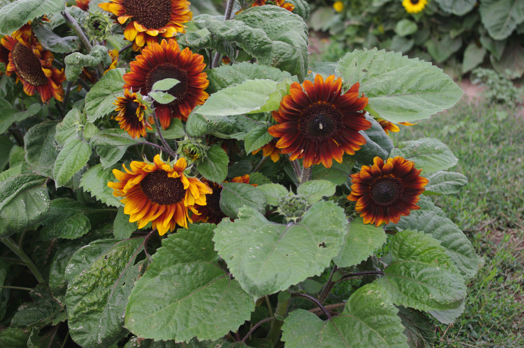 SEEDLINGS OF FLEUROSUN HYBRIDS FOR TRANSPLANTING INTO GARDENS & POTS