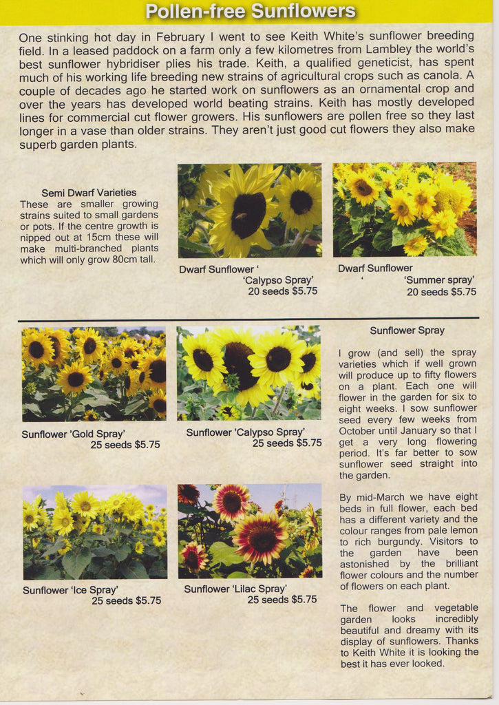 Lambley Nursery - Spring 2016 Catalogue - comments re Cospley Ornamentals sunflowers