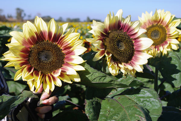 Sunflower Seeds - FleuroSun - Tall, Unbranched - LILAC MONARCH - Wholesale