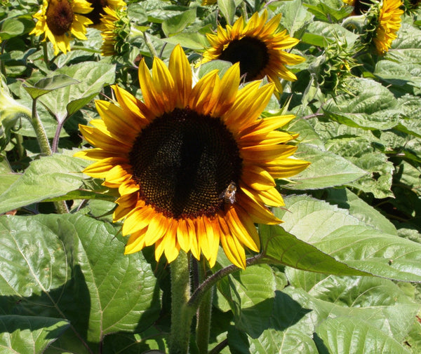 Sunflower Seeds - FleuroSun - Tall, Unbranched - MONARCH - Wholesale