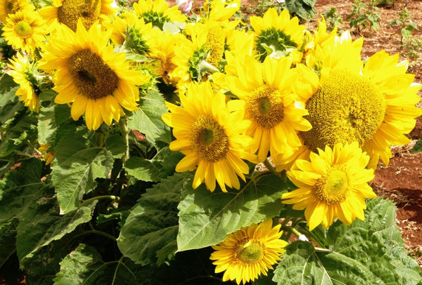 Sunflower Seeds - FleuroSun - Medium, Branched - COMPACT SUMMER SPRAY (EMILY) - Wholesale