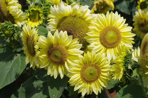 Sunflower Seeds - FleuroSun - Dwarf, Branched - DWARF ICE SPRAY - Wholesale