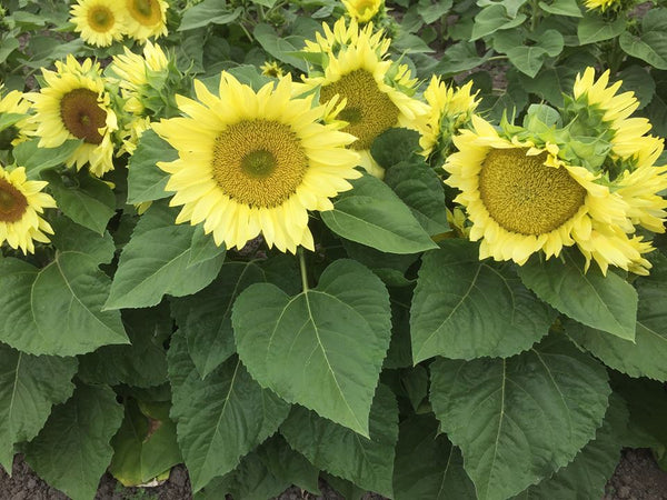 Sunflower Seeds - FleuroSun - Dwarf, Branched - DWARF ICE SPRAY - Wholesale