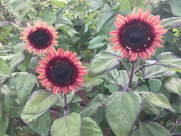 Sunflower Seeds - FleuroSun - Dwarf, Branched - DWARF LILAC SPRAY -  Wholesale