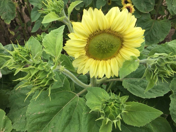 Sunflower Seeds - FleuroSun - Dwarf, Branched - DWARF ICE SPRAY - Wholesale