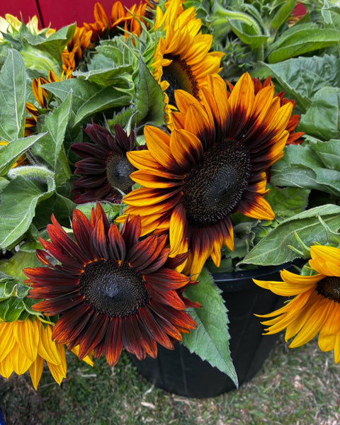 Sunflower Seeds - FleuroSun - Medium, Branched - COMPACT GARNET - Wholesale