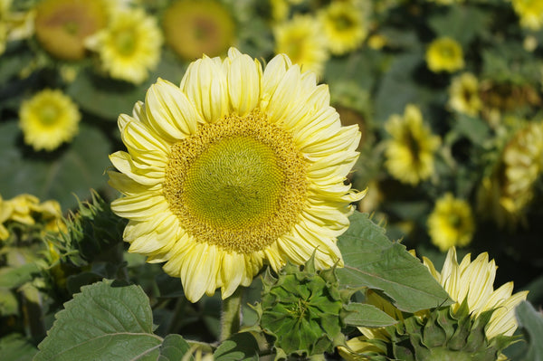 Sunflower Seeds - FleuroSun - Dwarf, Branched - DWARF ICE SPRAY - Wholesale