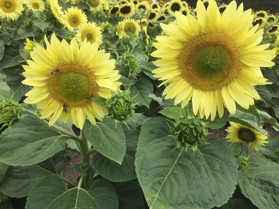 Sunflower Seeds - FleuroSun - Dwarf, Branched - DWARF ICE SPRAY - Wholesale