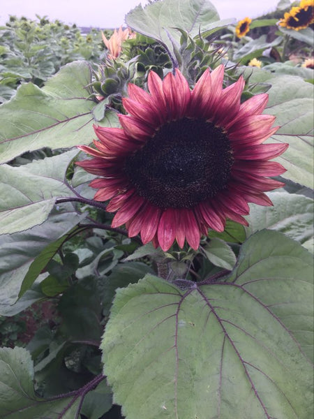 Sunflower Seeds - FleuroSun - Medium, Branched - COMPACT LILAC SPRAY - Packets