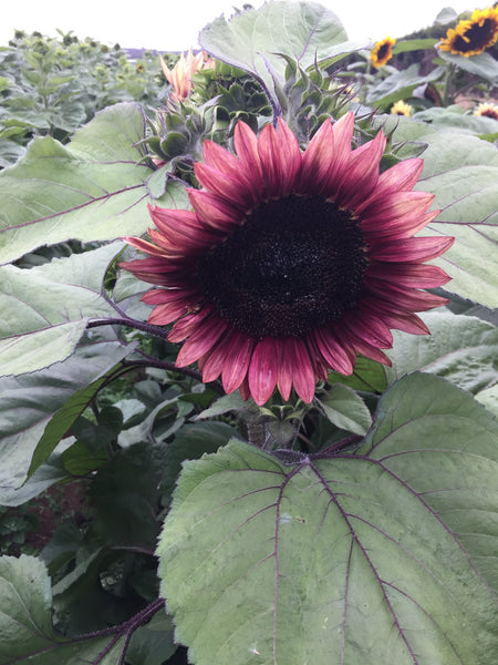 Sunflower Seeds - FleuroSun - Compact, Branched - COMPACT MAUVE SPRAY - Packets