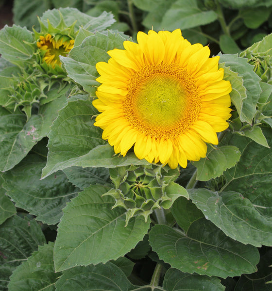 Sunflower Seeds - FleuroSun - Medium, Branched - EMILY (COMPACT SUMMER SPRAY) - Wholesale