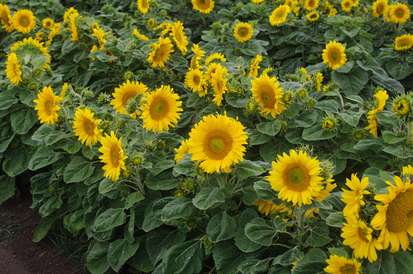 Sunflower Seeds - FleuroSun - Medium, Branched - EMILY (COMPACT SUMMER SPRAY) - Packets