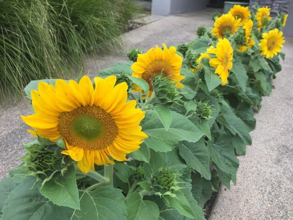 Sunflower Seeds - FleuroSun - Medium, Branched - EMILY (COMPACT SUMMER SPRAY) - Wholesale